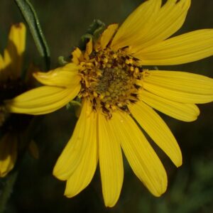 Helianthus nuttallii