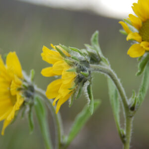 Helianthella parryi