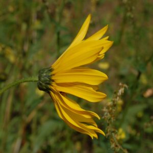 Helianthus petiolaris