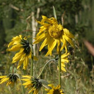 Helianthella quinquenervis