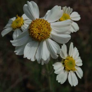 Hymenopappus newberryi