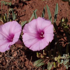 Ipomoea leptophylla