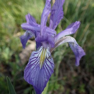Iris missouriensis