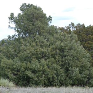 Juniperus scopulorum