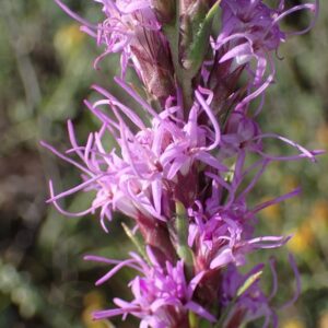 Liatris punctata