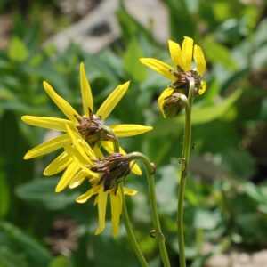 Ligularia amplectens