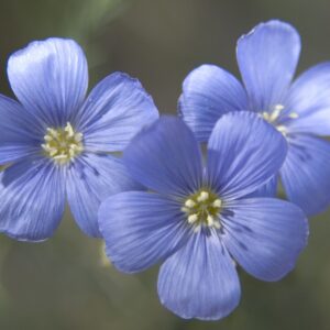 Linum lewisii