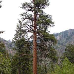 Pinus ponderosa