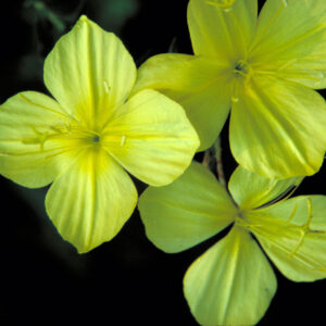 Oenothera rhombipetala