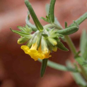 Lithospermum multiflorum