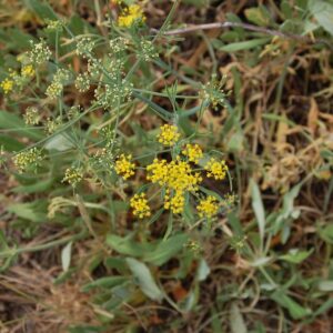 Lomatium triternatum