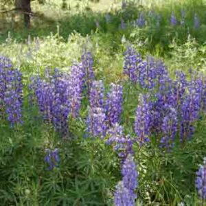Lupinus alpestris