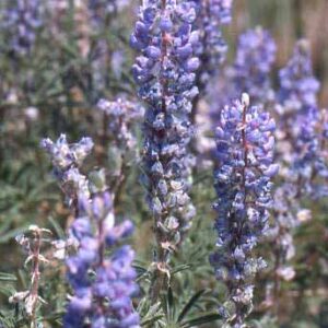 Lupinus argenteus