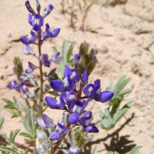 Lupinus caudatus