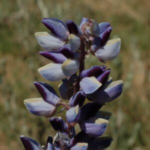 Lupinus plattensis