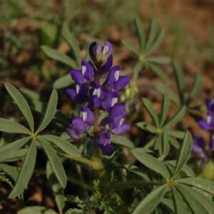 Lupinus pusillus