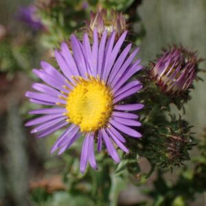 Machaeranthera bigelovii