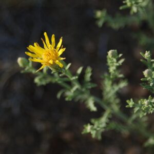Machaeranthera pinnatifida