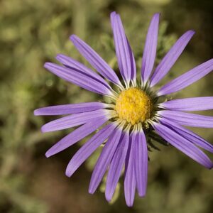 Machaeranthera tanacetifolia