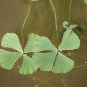 Marsilea vestita
