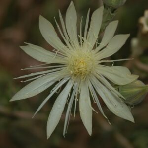 Mentzelia decapetala