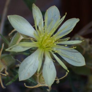 Mentzelia multiflora