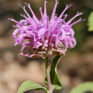 Monarda fistulosa