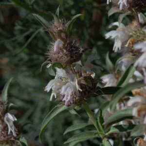 Monarda pectinata