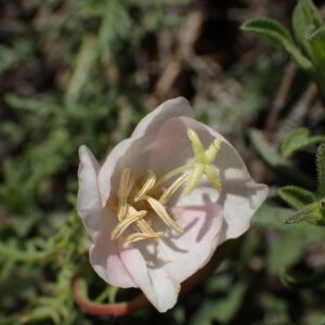 Oenothera coronopifolia