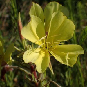 Oenothera elata