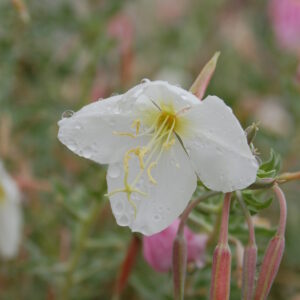 Oenothera pallida