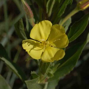 Oenothera villosa