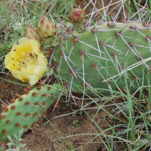 Opuntia macrorhiza