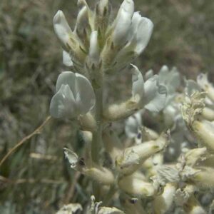 Oxytropis sericea
