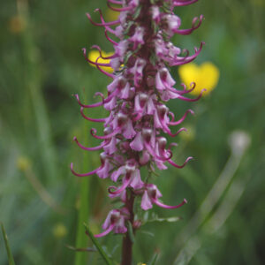 Pedicularis groenlandica