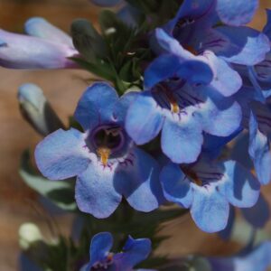 Penstemon angustifolius