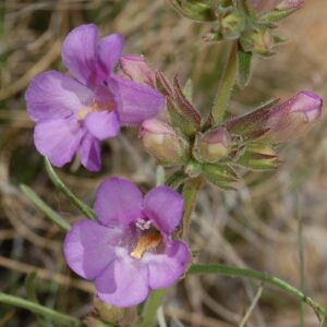 Penstemon auriberbis