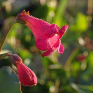 Penstemon clutei