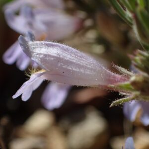 Penstemon crandallii