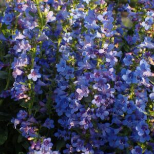 Penstemon cyaneus