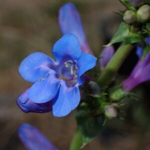 Penstemon cyananthus