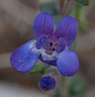 Penstemon humilis