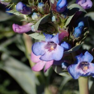 Penstemon nitidus