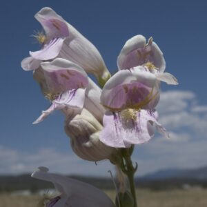 Penstemon palmeri