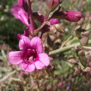 Penstemon parryi