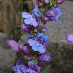 Penstemon payettensis
