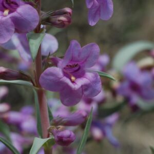 Penstemon secundiflorus