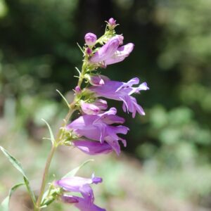 Penstemon strictus