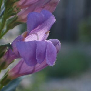 Penstemon venustus