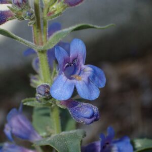 Penstemon virens